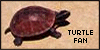 100-1turtle.gif