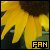 sunflower2.jpg